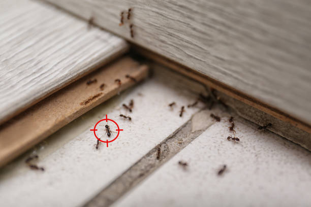 Best Pest Inspection Near Me  in Roan Mountain, TN