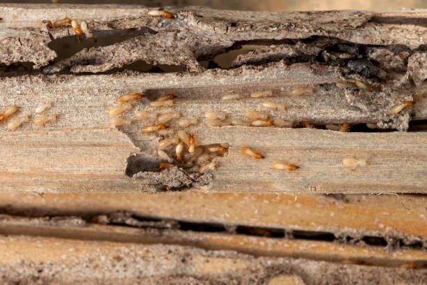 Best Cockroach Control Services  in Roan Mountain, TN
