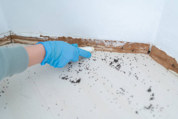 Best Termite Control Services  in Roan Mountain, TN